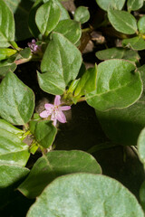 Trianthema portulacastrum