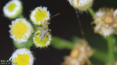 Stictopleurus minutus