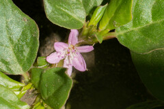 Trianthema portulacastrum