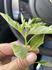 Physalis angulata