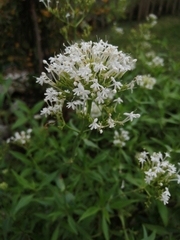 Centranthus