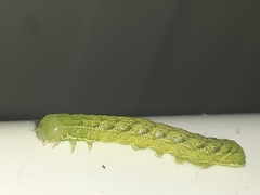 Phlogophora meticulosa