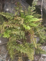 Asplenium billotii