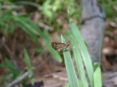 Amblyscirtes aesculapius