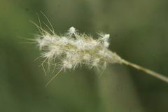 Bothriochloa barbinodis