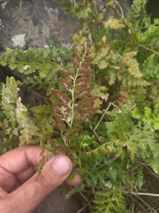 Asplenium billotii