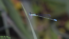 Paracercion v-nigrum