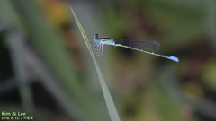 Paracercion v-nigrum