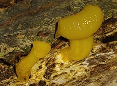 Dacrymyces capitatus