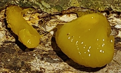 Dacrymyces capitatus