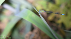 Paracercion v-nigrum