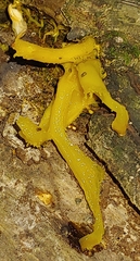 Dacrymyces capitatus