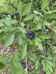 Forestiera pubescens
