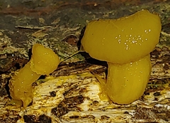 Dacrymyces capitatus