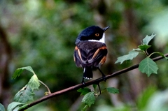 Batis capensis
