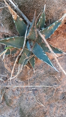 Agave utahensis