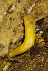 Dacrymyces capitatus