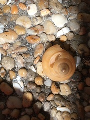 Calliostoma zizyphinum