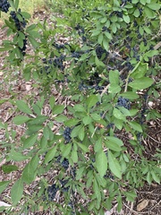 Forestiera pubescens
