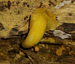 Dacrymyces capitatus
