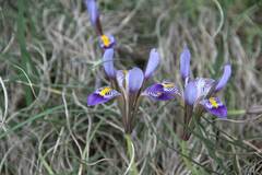 Iris unguicularis cretensis