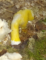 Dacrymyces capitatus