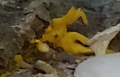 Dacrymyces capitatus