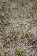 Setaria
