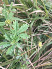 Potentilla erecta
