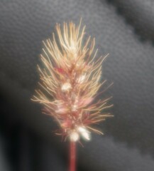 Setaria