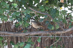 Luscinia megarhynchos