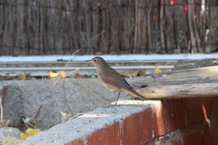Luscinia megarhynchos