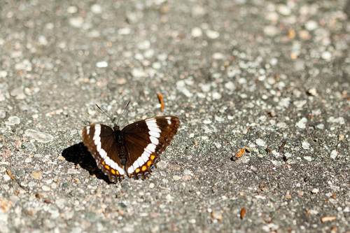 Red-spotted Admiral