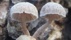 Mycena corticola