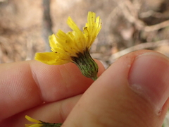 Hieracium sabaudum