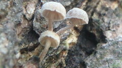 Mycena corticola