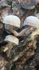 Mycena corticola