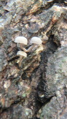 Mycena corticola