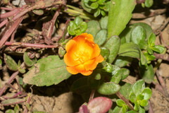 Portulaca umbraticola