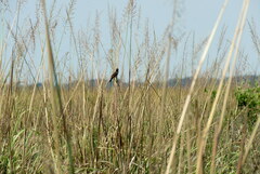 Hymenops perspicillatus