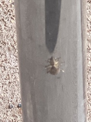 Calomycterus setarius