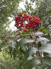 Sorbus