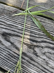 Panicum dichotomiflorum