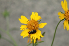 Acmaeodera disjuncta