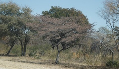 Combretum