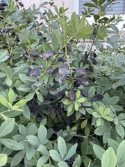 Baptisia australis