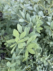 Baptisia australis