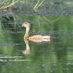 Dendrocygna javanica