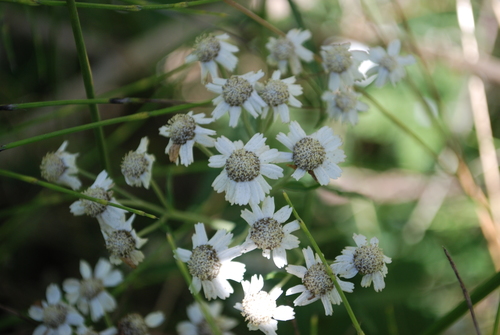 Achillea ptarmica iNat (1)