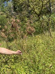 Anthephora pubescens